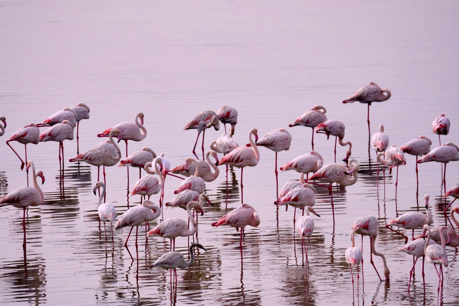 Greater flamingos standing in the shallow waters of Al Wathba Wetland Reserve in Abu Dhabi